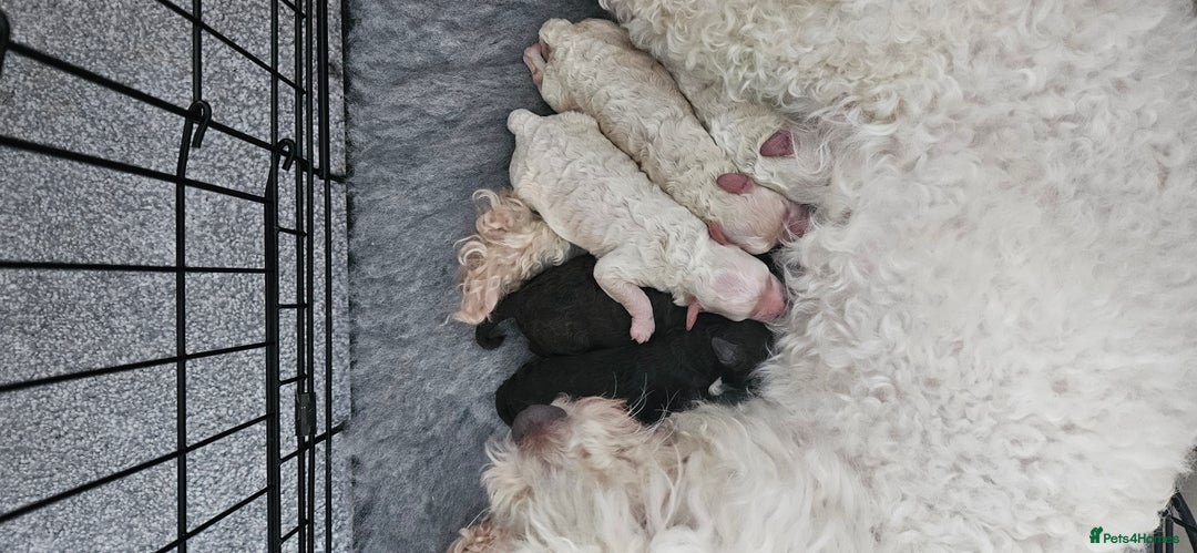 Toy Poodle dogs for sale: Beautiful Toy Poodles - Advert 17