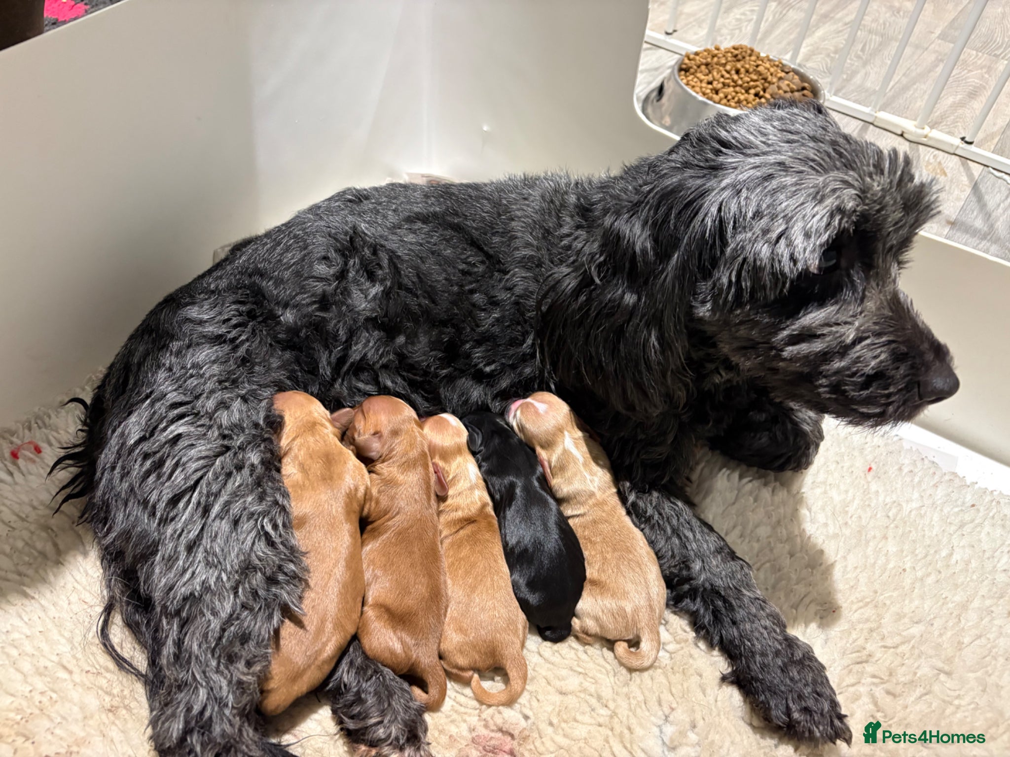 Cockapoo dogs Gorgeous F1b Cockapoos  - Advert 2