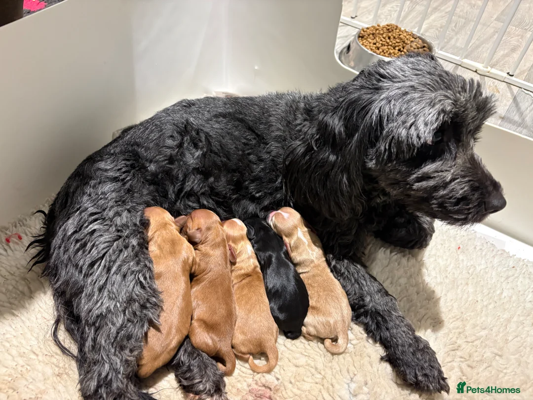 Cockapoo dogs for sale: Gorgeous F1b Cockapoos  - Advert 2