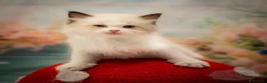 Ragdoll 4
