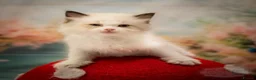 Ragdoll cats for sale: Stunning Ragdoll Kitten Boy LSEA 94% Purity! - Advert 8