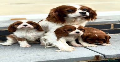 Cavalier King Charles Spaniel dogs - Advert 5