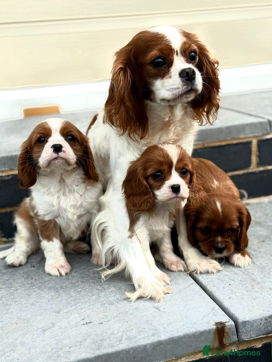 Cavalier King Charles Spaniel dogs for sale: Cavalier King Charles pups - Image 3
