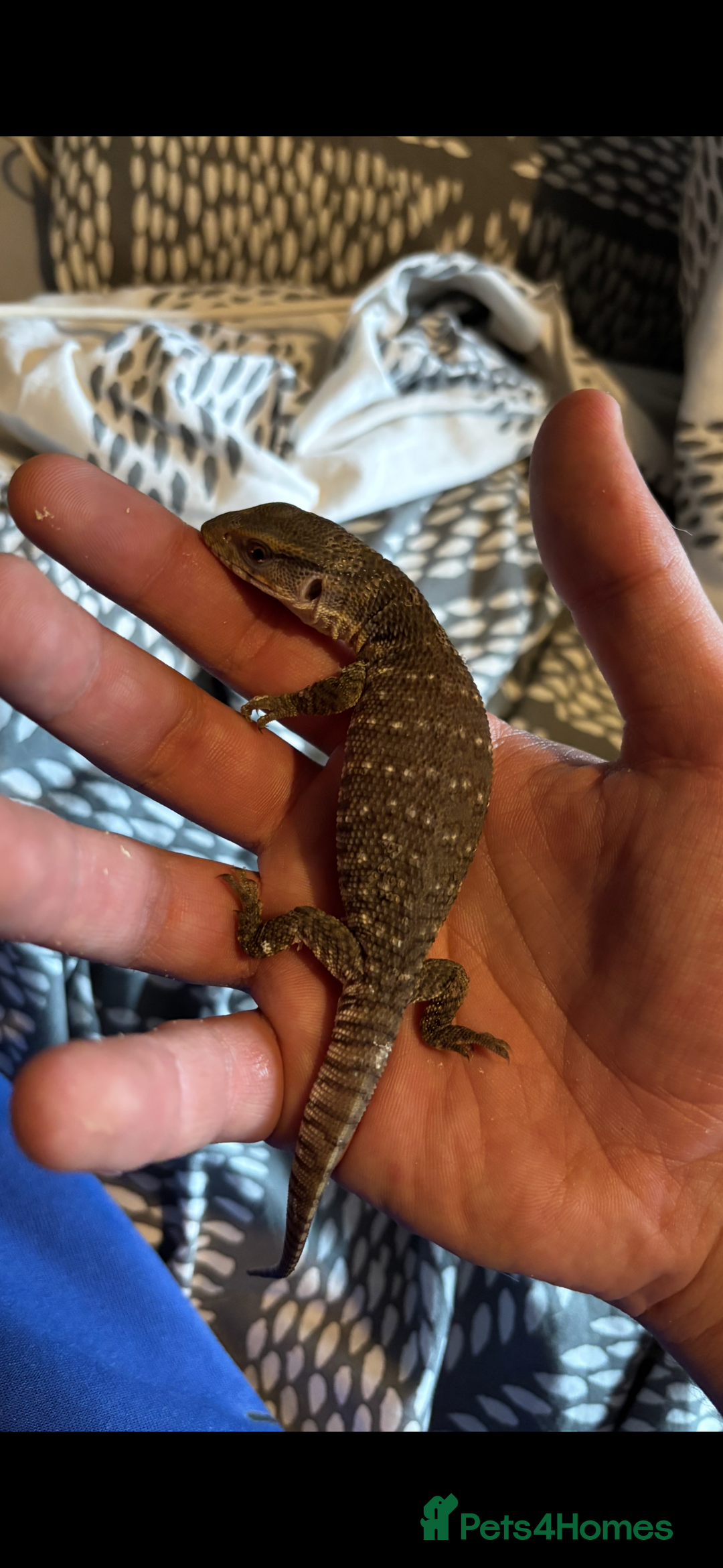 Monitor reptiles for sale: Baby Bosc Monitor  - Image 4