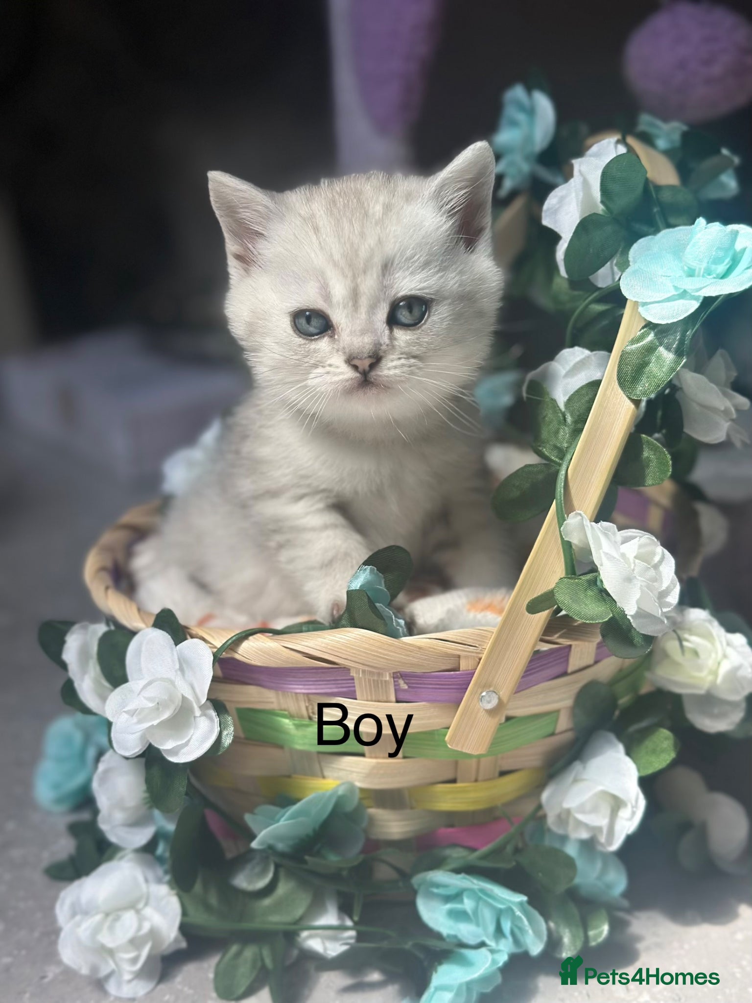 British Shorthair cats Last handsome boy left 😻 - Advert 5