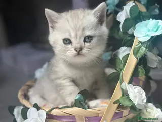 British Shorthair cats 1 Girl 1 boy available cute 🥰 fur babies. - Advert 6