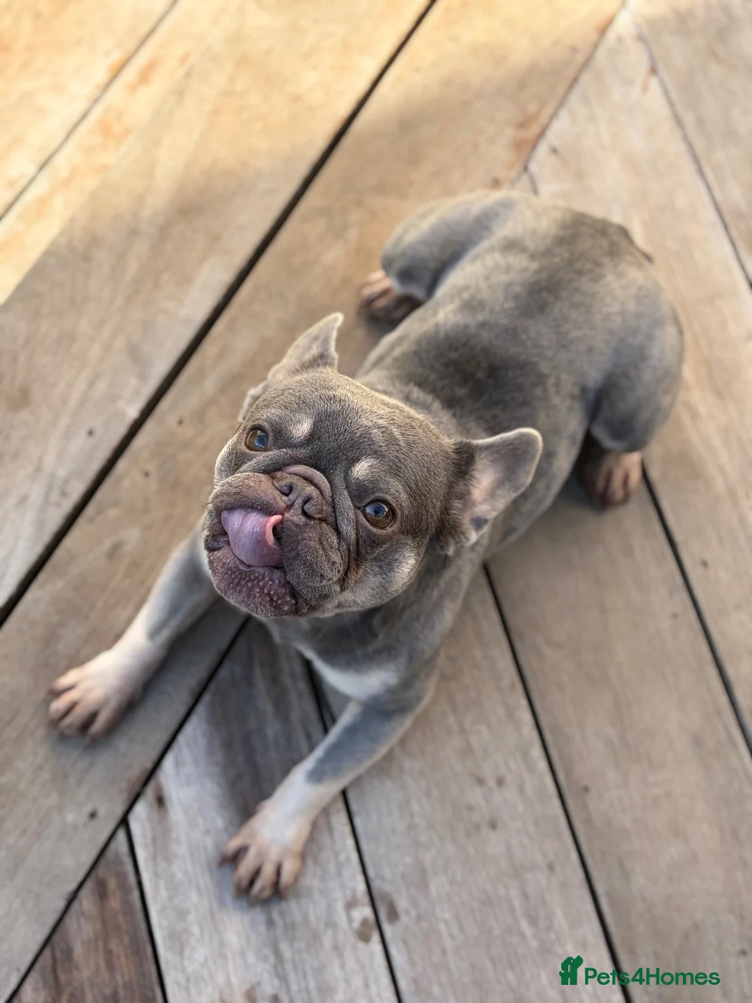 French Bulldog dogs for sale: Female frenchie blue/tan in Bexleyheath - Advert 2