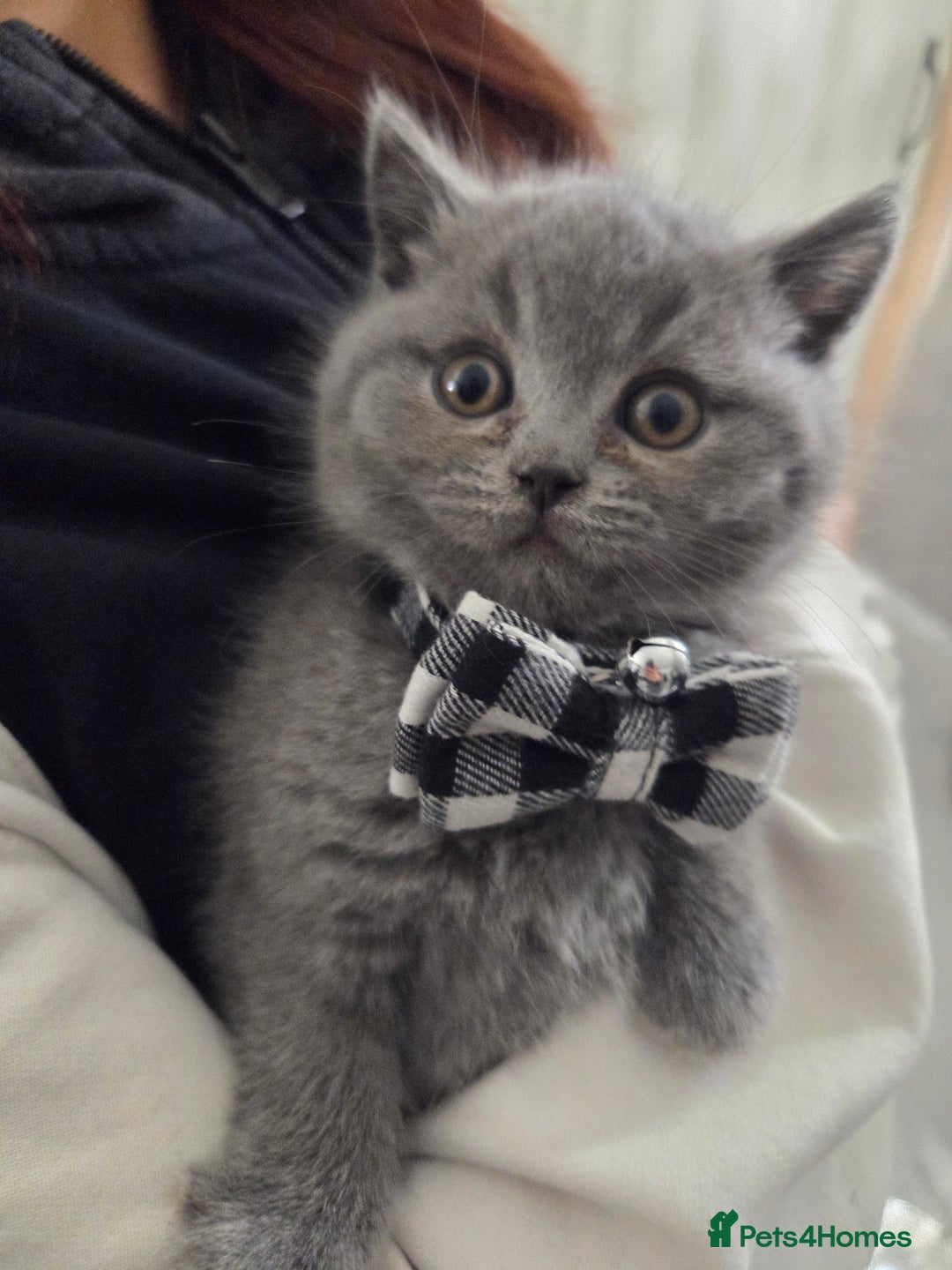 British Shorthair cats for sale:  Pedigree Blue british shorthair kittens - Advert 4