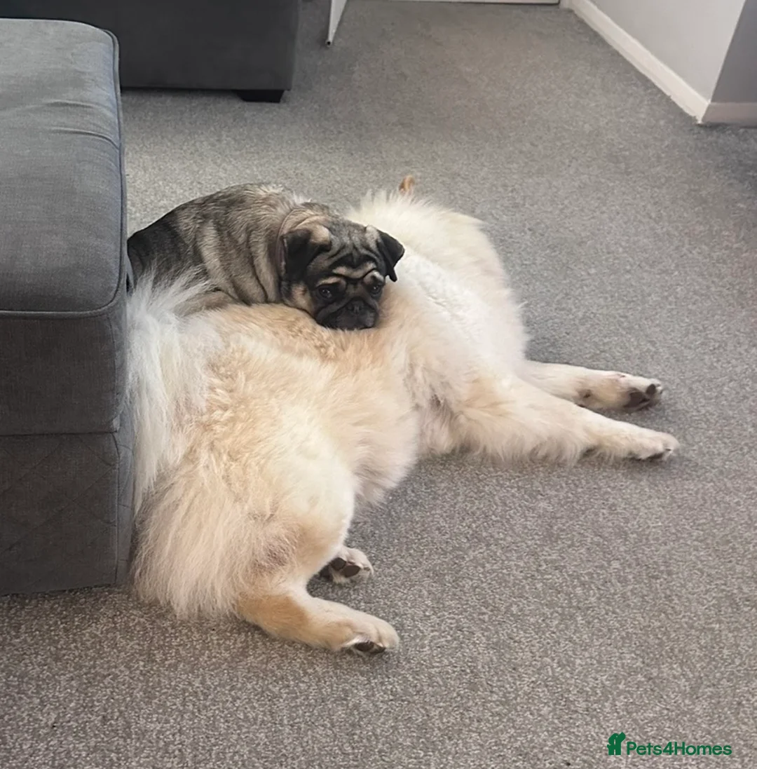 Mixed Breed dogs for sale: Rehoming - Chow Chow & two Pugs  - Advert 8