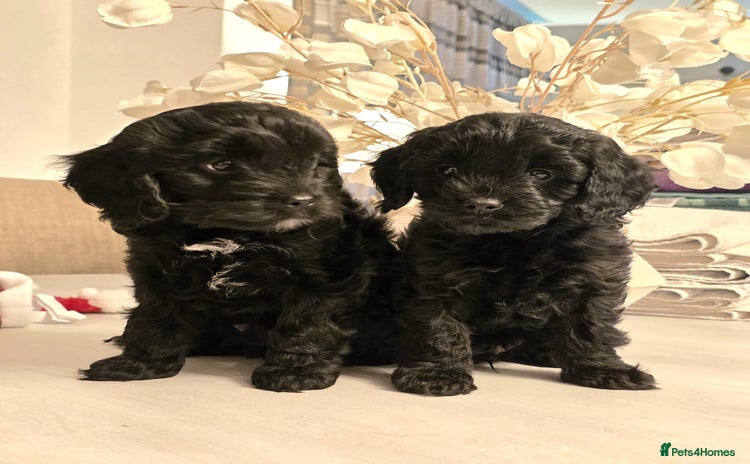 Cavapoo dogs Cavapoo - Advert 14