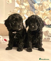 Cavapoo dogs Cavapoo - Advert 11