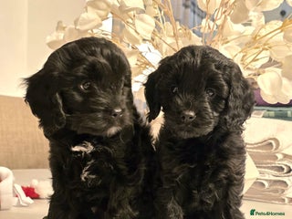 Cavapoo dogs Cavapoo - Advert 12