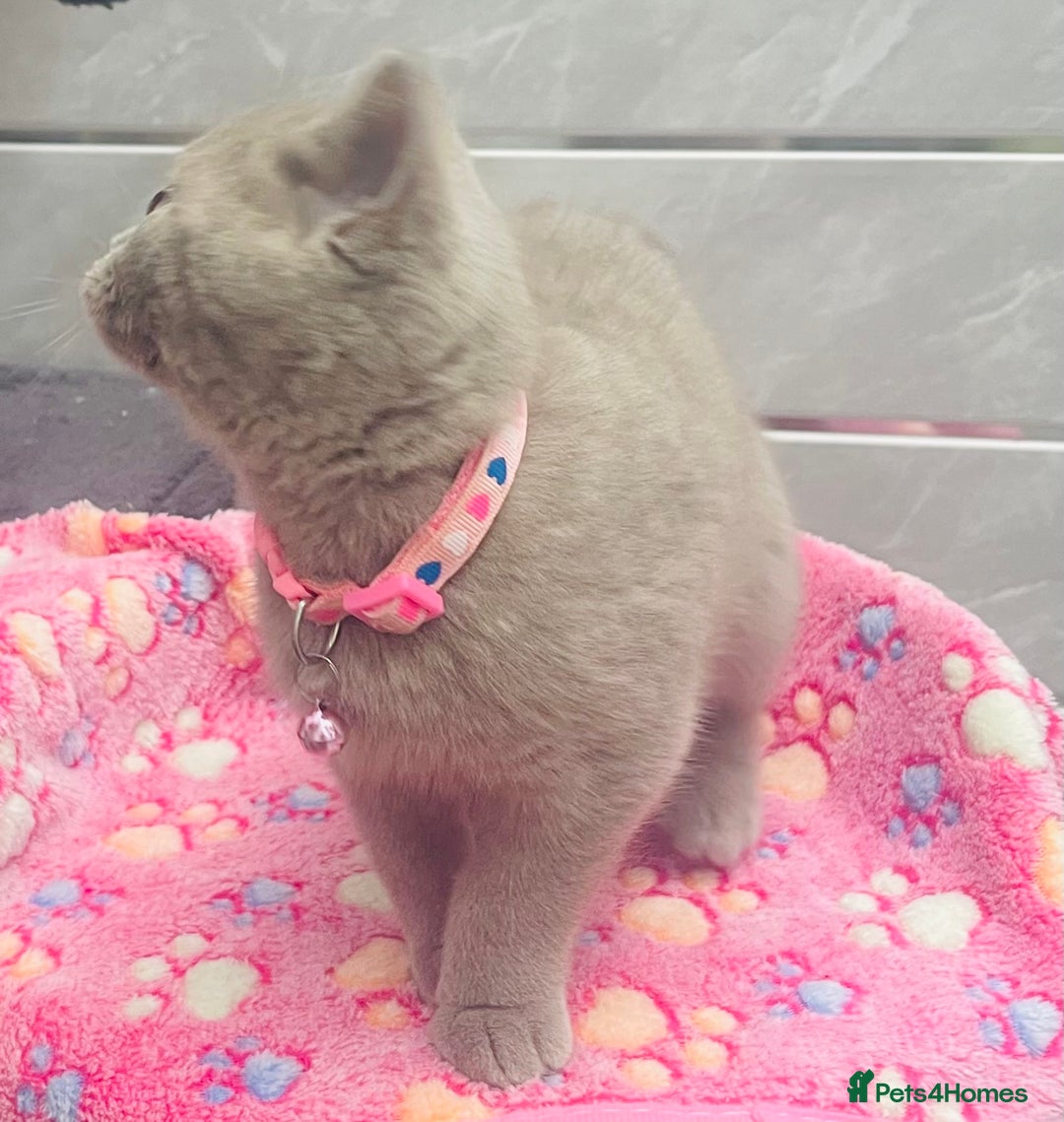 British Shorthair cats for sale: Stunning Lilac Female British Shorthair 10 Weeks - Advert 4