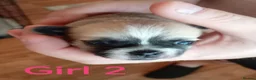 Mixed Breed dogs for sale: Chihuahua x Pug Shih Tzu puppies Chihuahua Pug Zu  - Advert 12