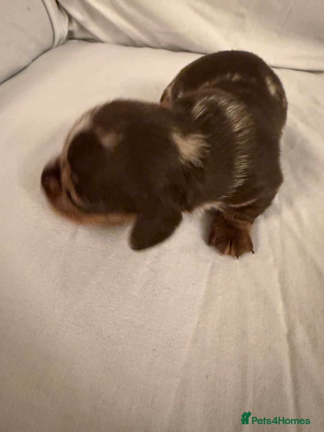 Dachshund dogs for sale: Miniature Dachshund puppies for sale - Advert 21
