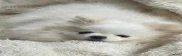 Pomeranian dogs for sale: *Stunning KC pure white boy from KC parents* - Advert 11