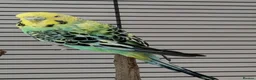 Budgerigars birds for sale: Budgies for sale  in York - Advert 4
