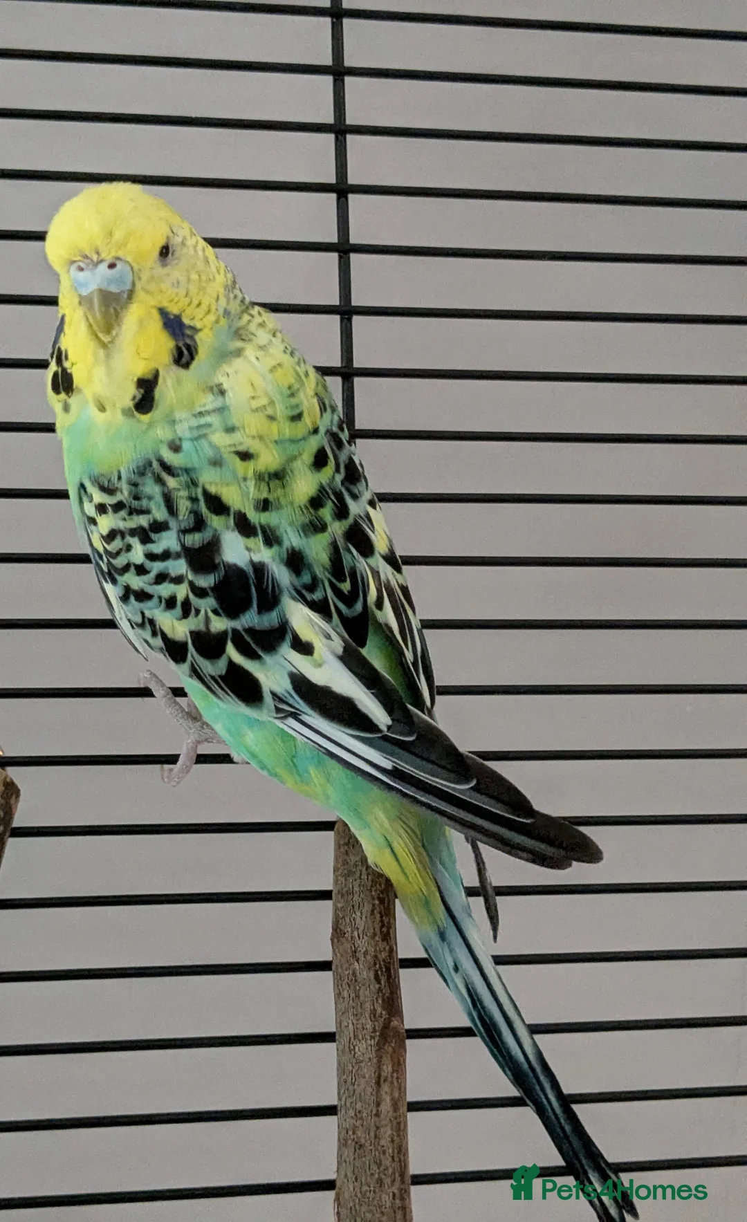 Budgerigars birds for sale: Budgies for sale  in York - Advert 4