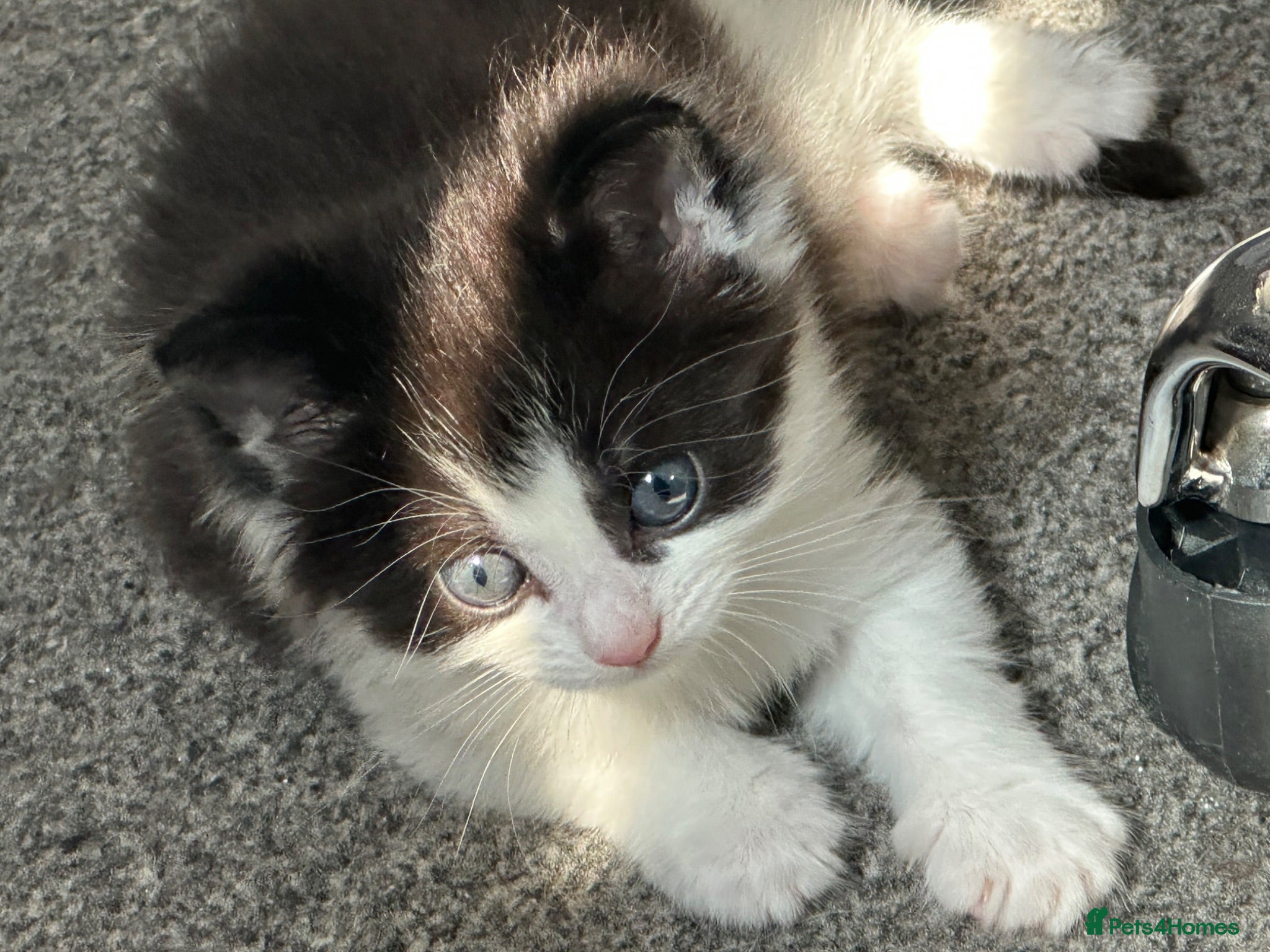 Siberian cats 1 Gorgeous Siberian Kittens & Mother Available - Advert 9