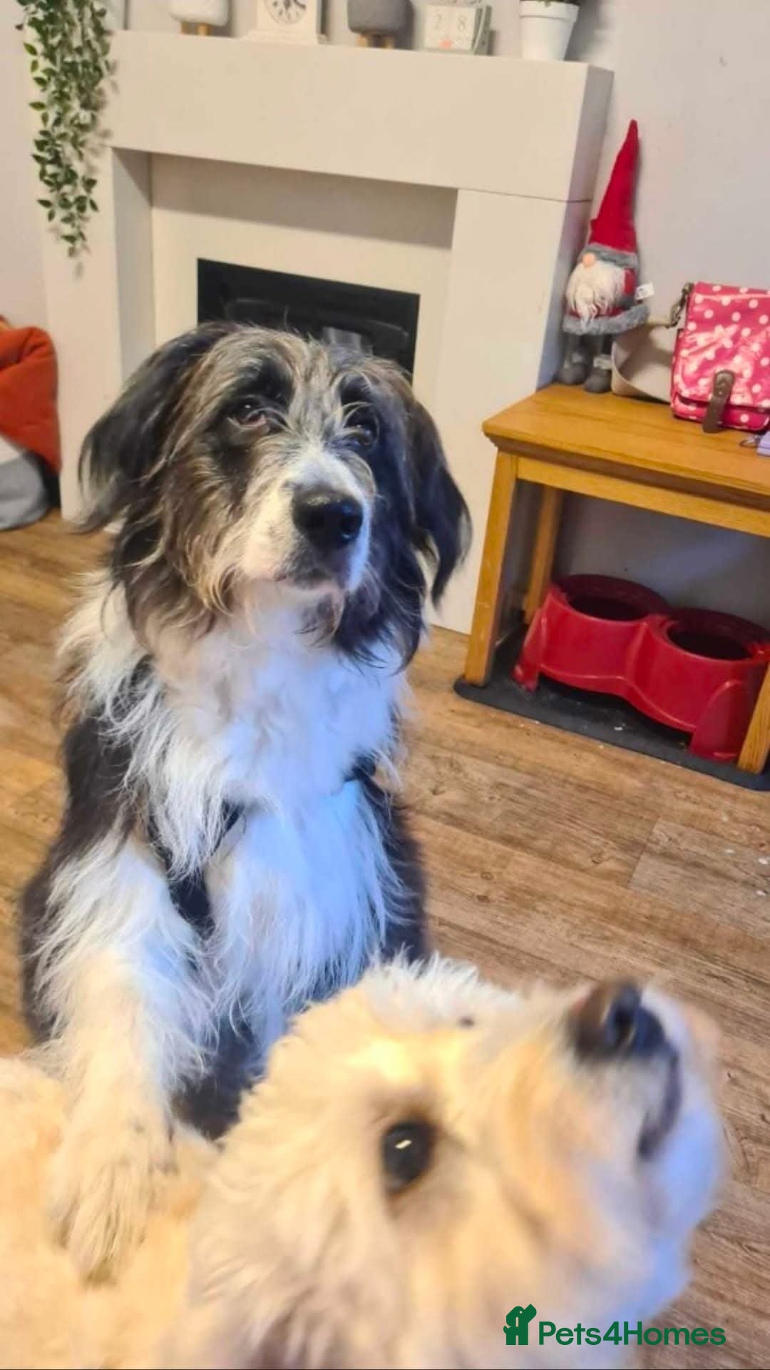 Mixed Breed dogs for adoption: Meet Lumi, currently residing in Somerset  - Advert 9