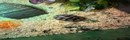 Tortoise reptiles for sale: Tortoise  - Advert 1