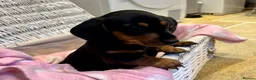 Miniature Dachshund dogs for sale: Beautiful Miniature Dachshunds - 2 boys left - Advert 16