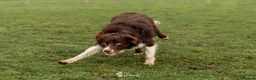 Border Collie dogs for stud: HEALTH TESTED DUEL KC/ISDS FOR STUD  - Advert 5