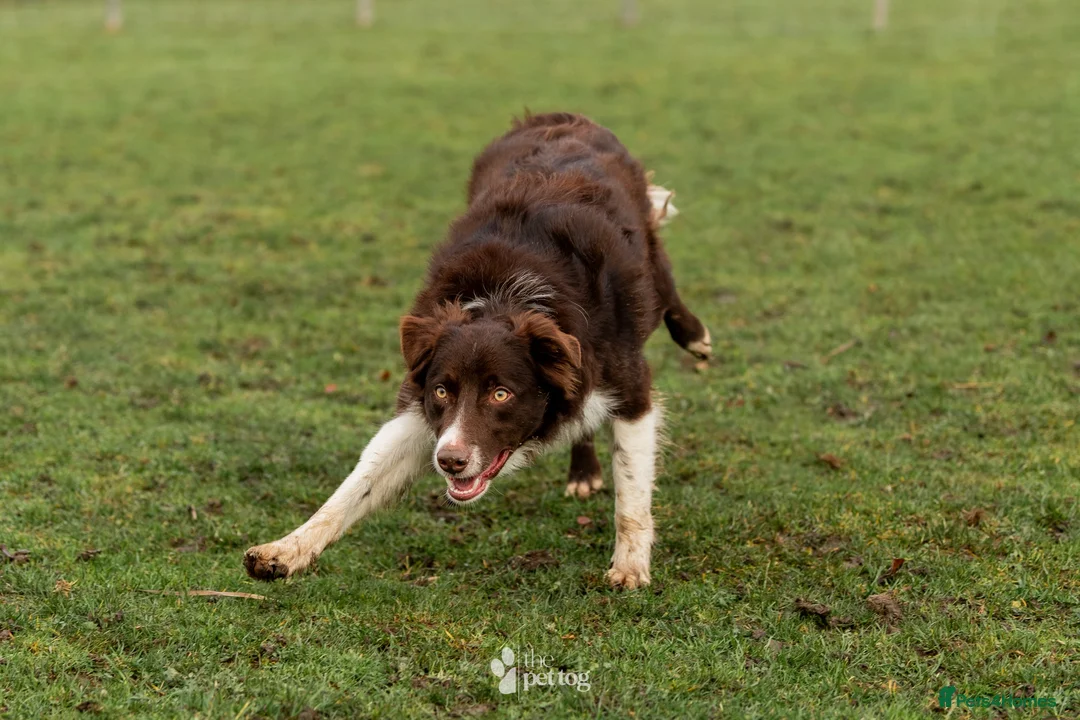 Border Collie dogs for stud: HEALTH TESTED DUEL KC/ISDS FOR STUD  - Advert 5
