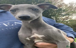 Whippet dogs for sale: 2 whippet puppies remaining ready for new homes - Image 23
