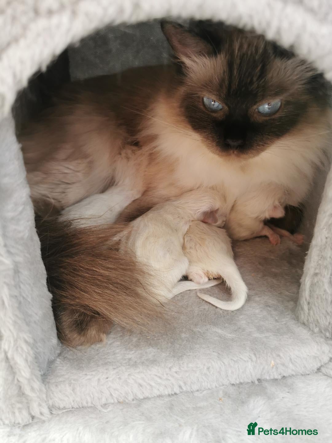 Ragdoll cats for sale: Ragdoll Kittens - Image 17