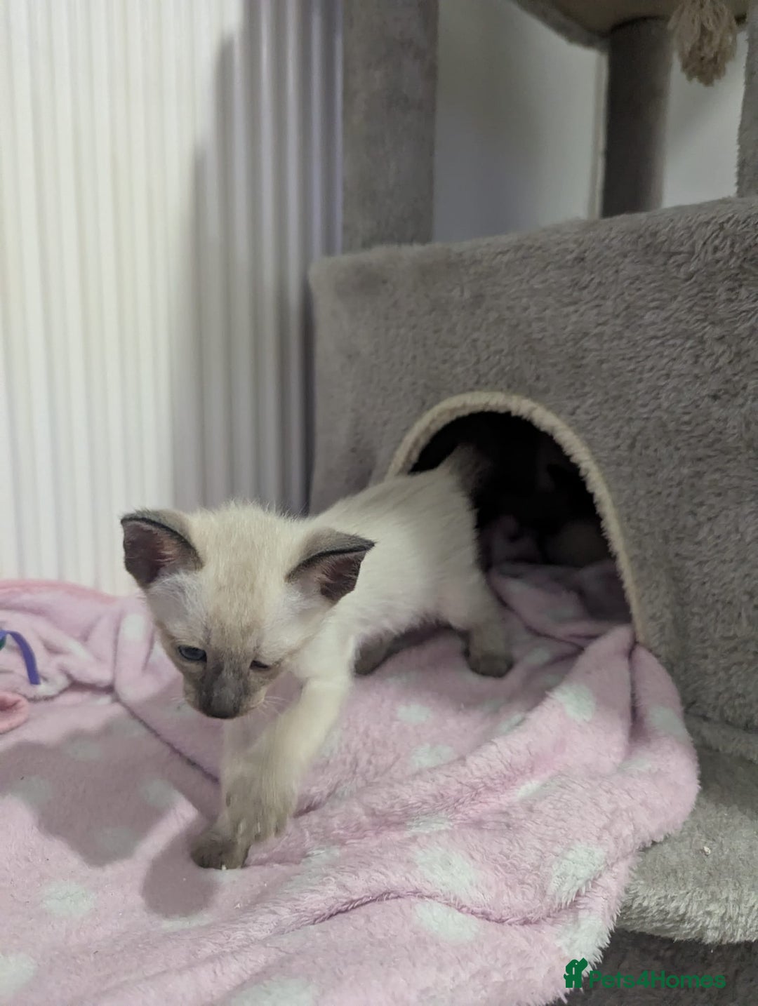 Siamese cats for sale: Your Heart Will Melt! Amazing Siamese Kittens! - Image 5
