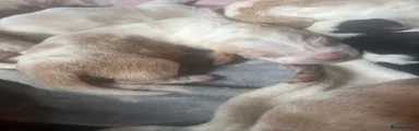 Basset Hound Puppy 4