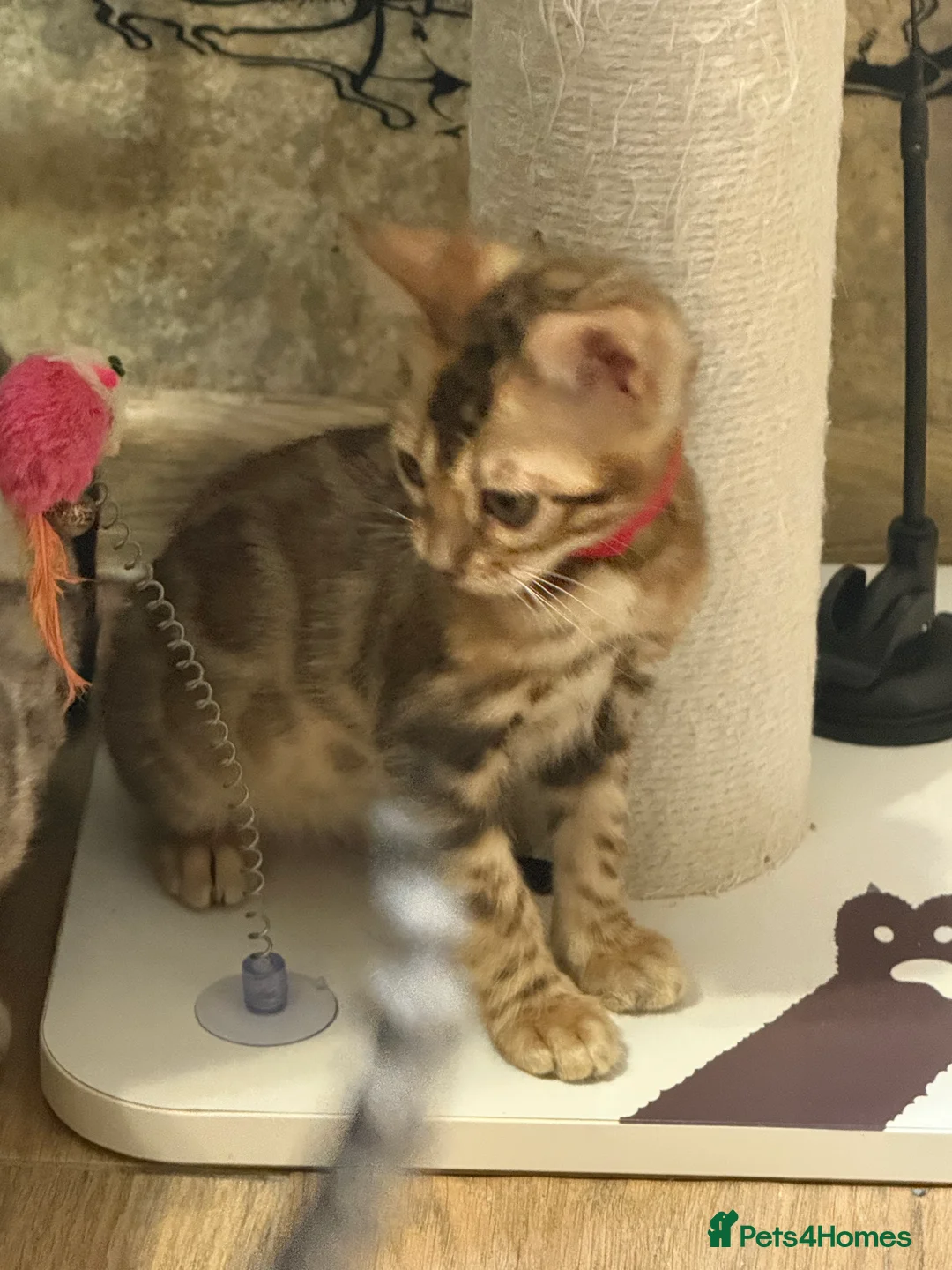 Bengal cats for sale: Pure Bengal kittens for sale just 2 boys left.  - Advert 2
