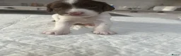 English Springer Spaniel dogs for sale: Exceptional English Springer Spaniel - Advert 31
