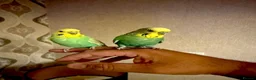 Budgerigars birds for sale: SUPER SILLY TAME BUDGIES FOR SALE WITH CAGE in Solihull - Advert 3