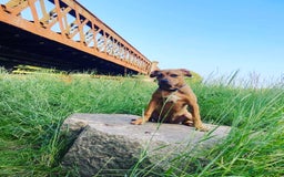 American Bully dogs for sale: Bully bred female 2 year old  - Image 6