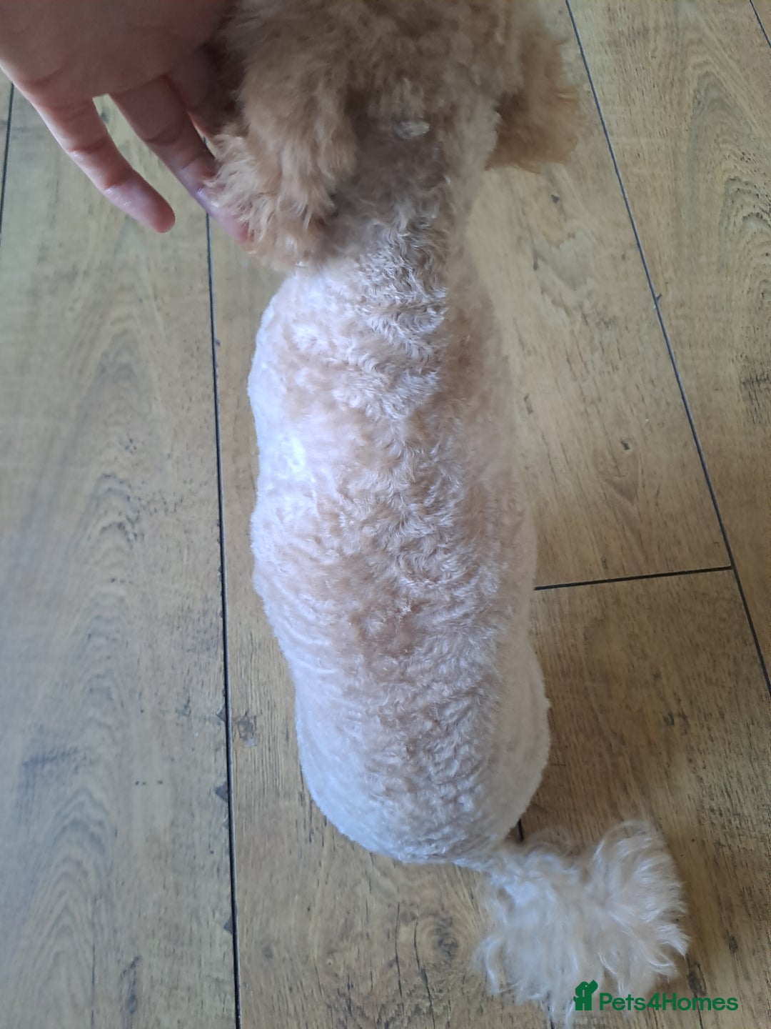 Cockapoo dogs for sale: Cockapoo - Image 2