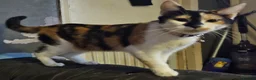 Domestic Shorthair cats for sale: 3 cats need rehoming asap  - Advert 6
