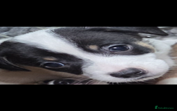 Jack Russell dogs for sale: Jack Russel puppies - Image 3
