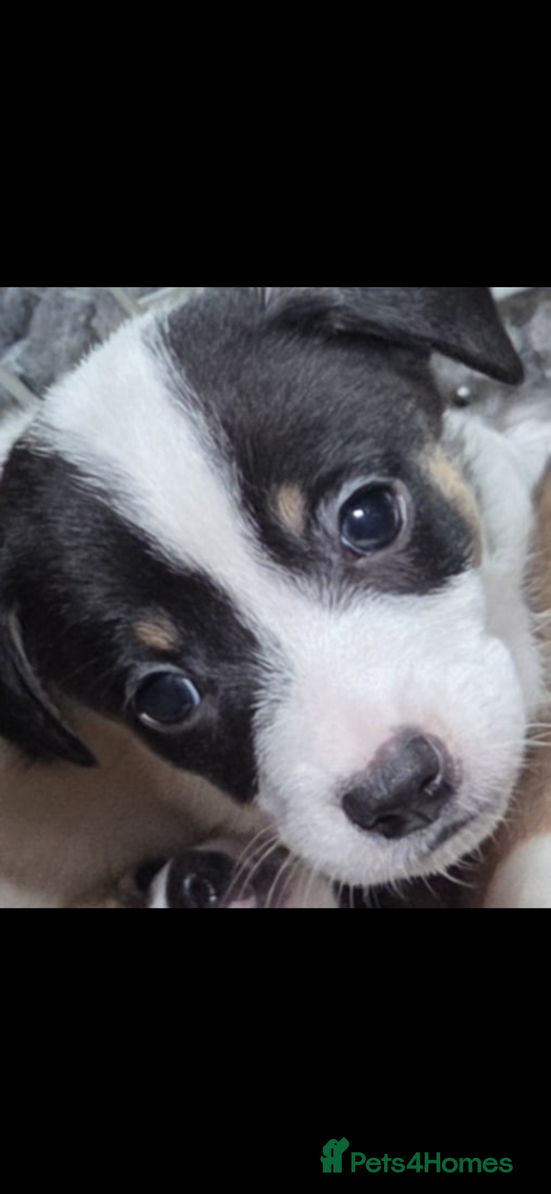 Jack Russell dogs for sale: Jack Russel puppies - Image 3