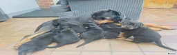 Rottweiler dogs for sale: Mr &miss - Advert 4