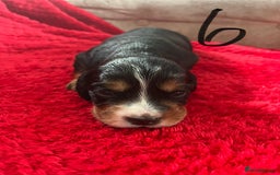 Cocker Spaniel dogs for sale: 7 Beautiful Cocker Spaniel Boys - Image 18
