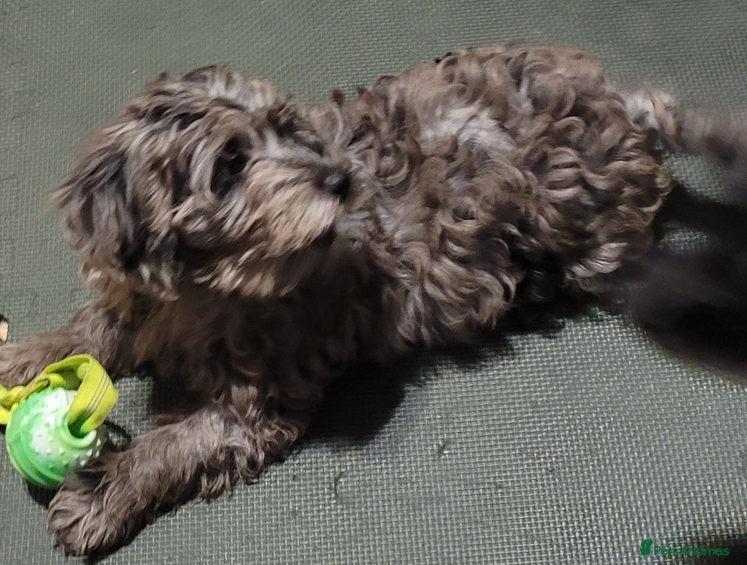 Labradoodle dogs for sale: Labradoodle puppies - Advert 14