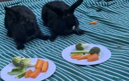 French Lop rabbits for sale: Beautiful lop bunnies - Image 4