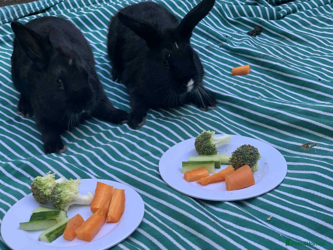 French Lop rabbits for sale: Beautiful lop bunnies - Image 4