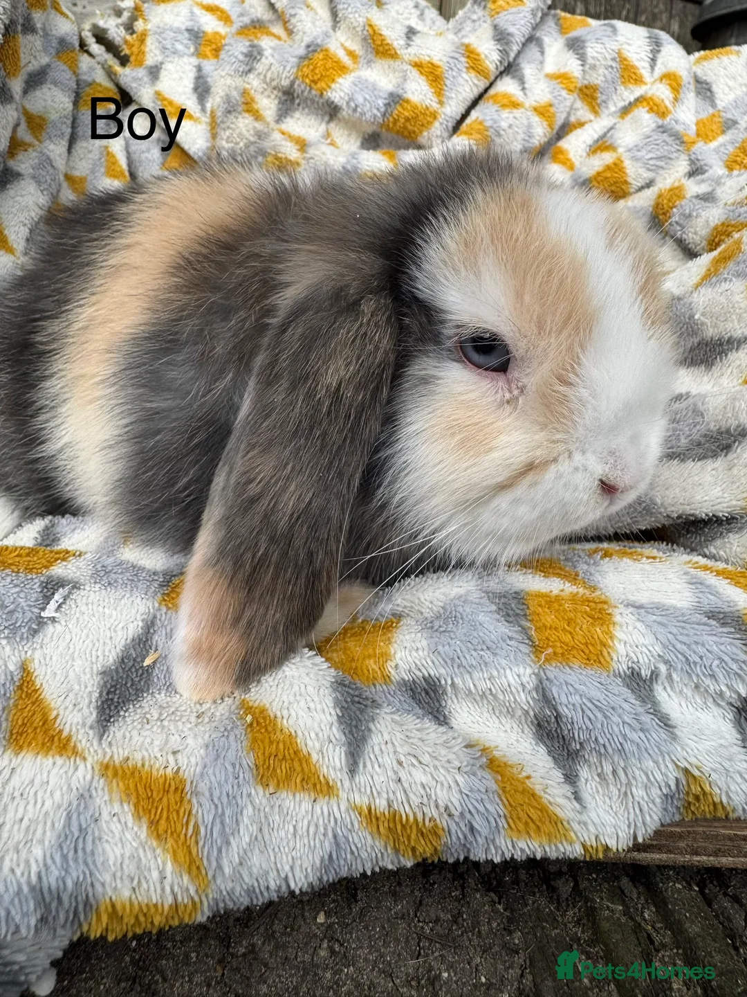 Mini Lop rabbits for sale: Beautiful mini lops Ready now  - Advert 5