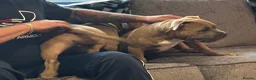 American Bully dogs for sale: American bully puppies  - Advert 12