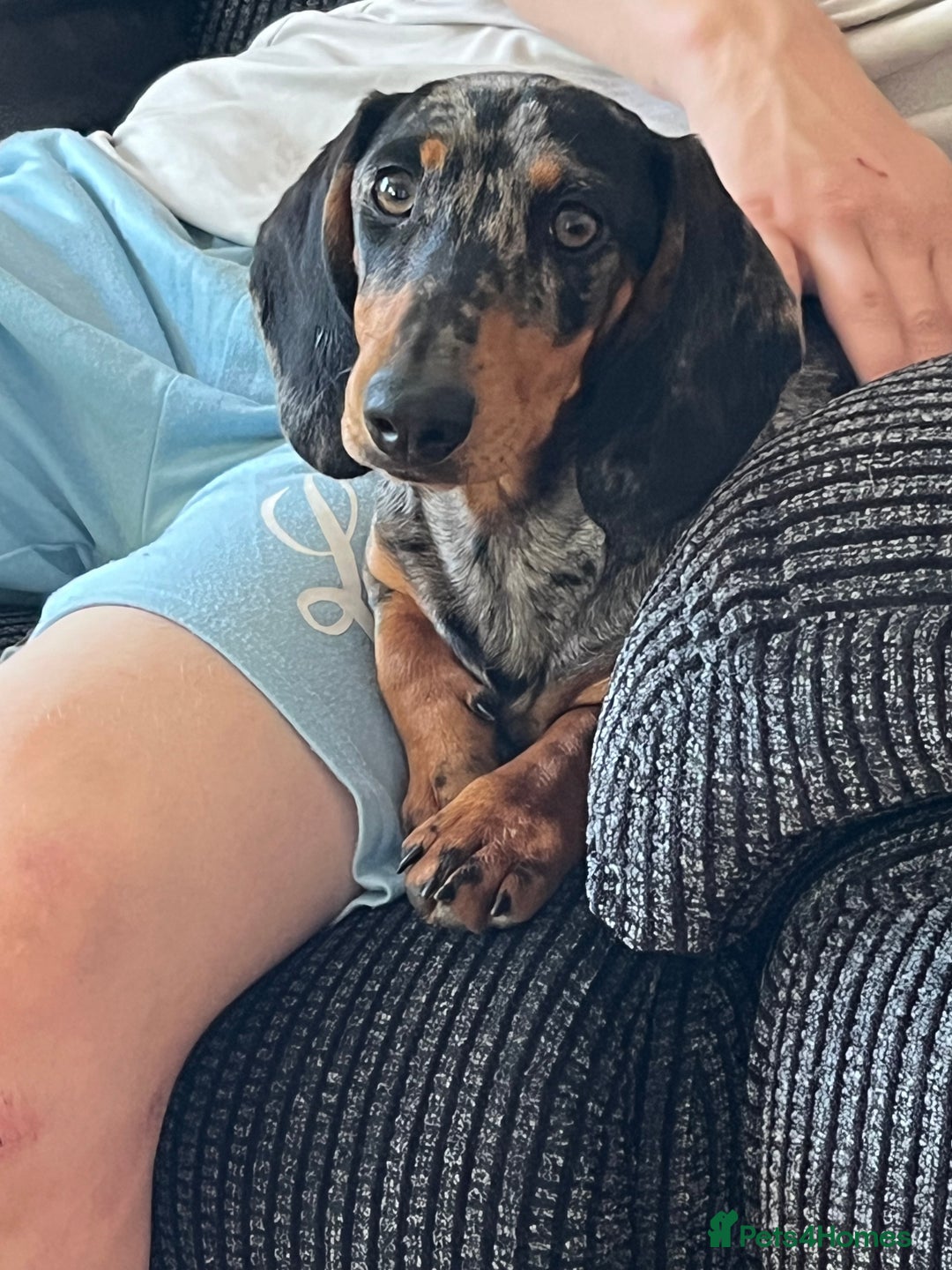 Dachshund dogs for sale: Female dog for sale  - Image 9