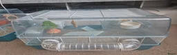 Hamster rodents for sale: Hamster in Spalding - Advert 1