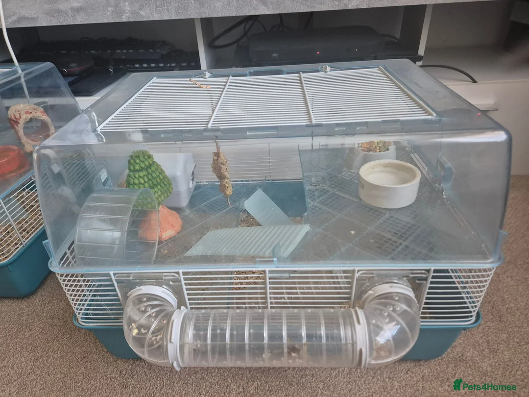 Hamster rodents for sale: Hamster in Spalding - Advert 1